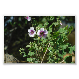 Bewakende bloemen foto afdruk