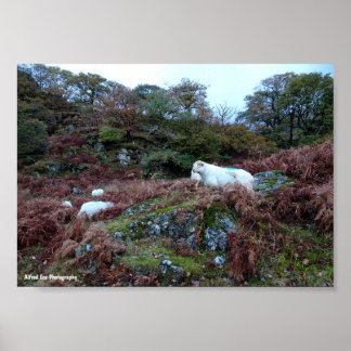 Bewakers van de Glen Poster
