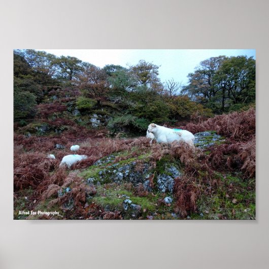 Bewakers van de Glen Poster (Voorkant)