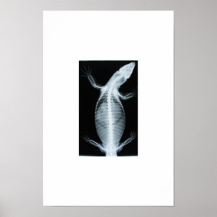 bewakingsradiografie poster