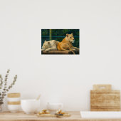 Bewakte rust - Leeuwenpaar in Sanctuary-omgeving Poster (Keuken)
