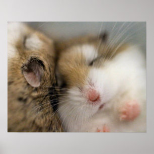 Beweging over Poster Bob