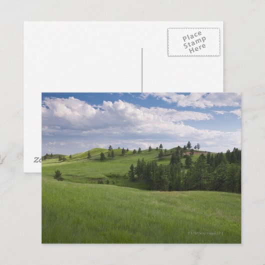 Beweide in het Custer State Park Briefkaart (Voorkant / Achterkant)