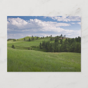 Beweide in het Custer State Park Briefkaart