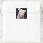 Bewerkbare Pitbull Lover Vierkante Sticker (Tas)