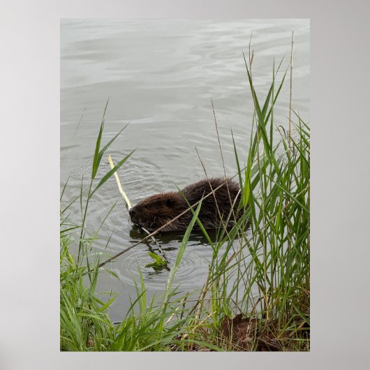Bewerkelijke Bever Poster (Voorkant)