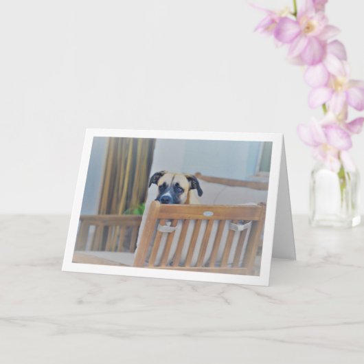 Bewerking van een hond met bewolking kaart (Orchidee)