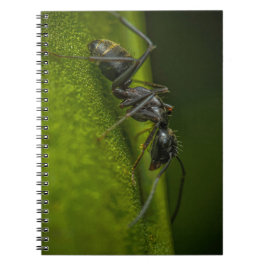 Bewerkte Zwarte Mier op een Groen Blad Notitieboek