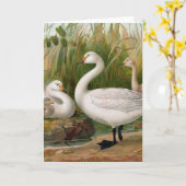 Bewick Swan Kaart (Gele Bloem)
