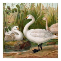 Bewick Swan