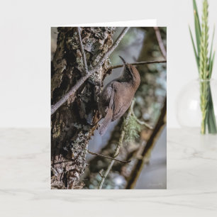 Bewicks Wren bedankkaart