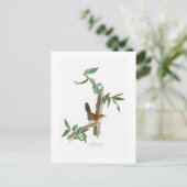 Bewick's Wren John James Audubon Birds of America Briefkaart (Staand voorkant)