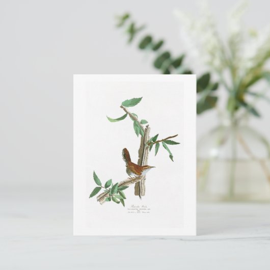 Bewick's Wren John James Audubon Birds of America Briefkaart (Staand voorkant)