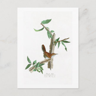 Bewick's Wren John James Audubon Birds of America Briefkaart