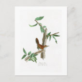 Bewick's Wren John James Audubon Birds of America Briefkaart (Voorkant)