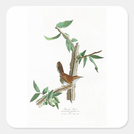 Bewick's Wren John James Audubon Vogels van Amerik Vierkante Sticker (Voorkant)