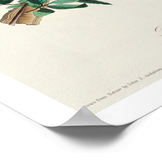 Bewick's Wren van Audubon Poster (Hoek)