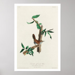 Bewick's Wren van Audubon Poster