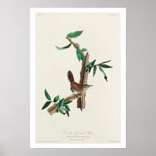 Bewick's Wren van Audubon Poster (Voorkant)