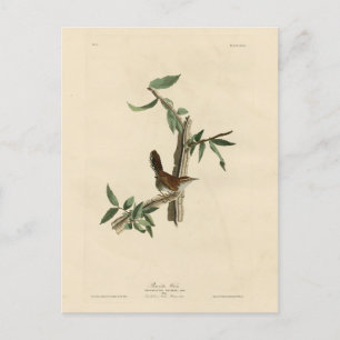 Bewick's Wren van Audubon's Birds of America Briefkaart
