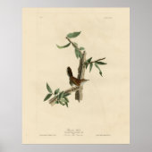 Bewick's Wren van Audubon's Birds of America Poster (Voorkant)
