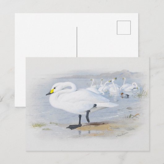 Bewick's zwaan, Vogelillustratie Briefkaart (Voorkant / Achterkant)