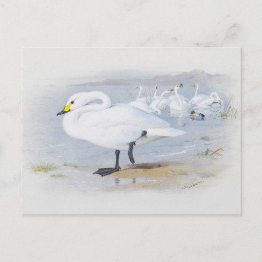 Bewick's zwaan, Vogelillustratie Briefkaart (Voorkant)