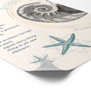 Bewijs van het ontwerp van de seashell nautilus fi poster