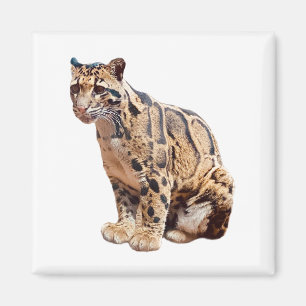 bewolkte luipaard foto jungle grote kat dier magneet