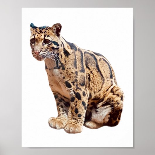 bewolkte luipaard foto jungle grote kat dier poster (Voorkant)