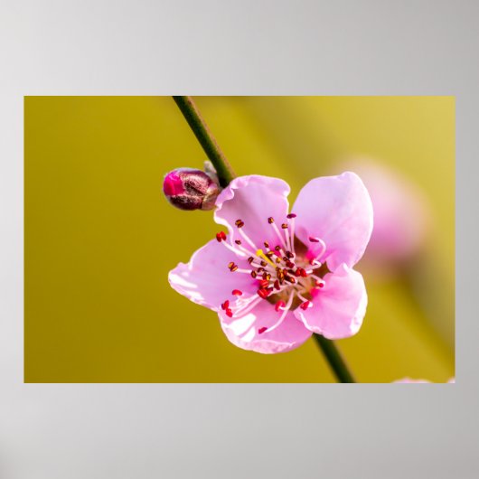 Bezaubernde Blumen für die Wand Poster (Voorkant)