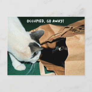 Bezet, ga weg! Funny Cats Briefkaart
