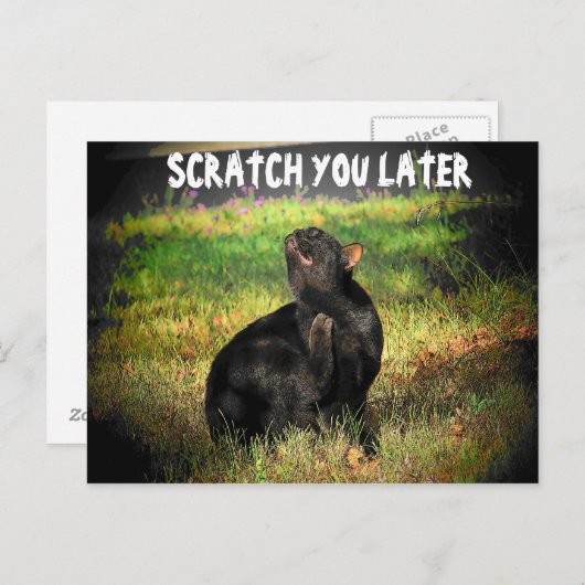 Bezig Juist Meow? Scratch je later Briefkaart (Voorkant / Achterkant)