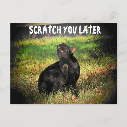 Bezig Juist Meow? Scratch je later Briefkaart (Voorkant)