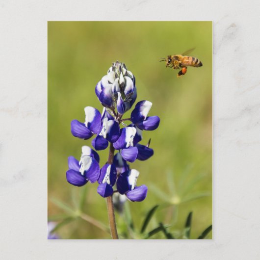 Bezige Bee die een Wilde Lupin Bloem overweegt Briefkaart (Voorkant)