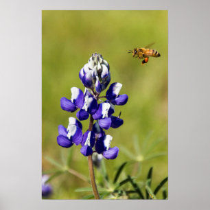 Bezige Bee die een Wilde Lupin Bloem overweegt Poster