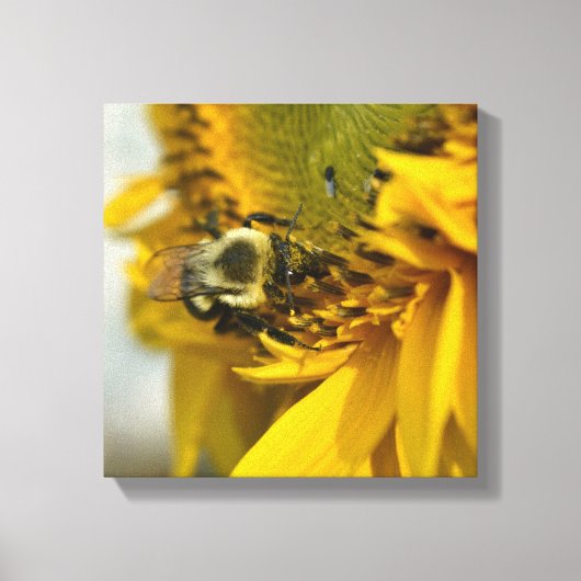 Bezige Bij op een Zonnebloem Canvas Afdruk (Voorkant)