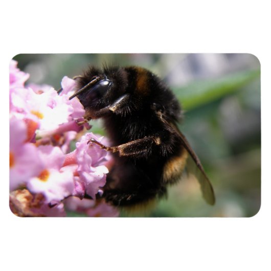 Bezigge Bij en Roze Bloemen Flexi Magneet (Horizontaal)