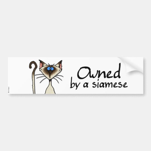 bezit van een siamees bumpersticker (Voorkant)