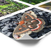 bfly_50_poster poster (Hoek)