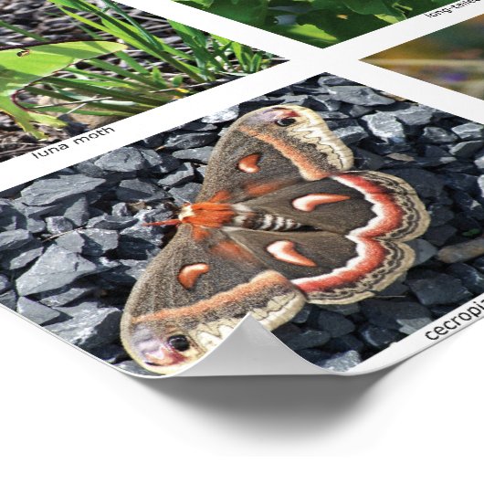 bfly_50_poster poster (Hoek)