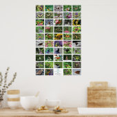 bfly_50_poster poster (Keuken)