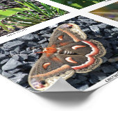 bfly_50_poster poster (Hoek)