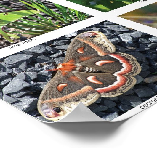 bfly_50_poster poster (Hoek)