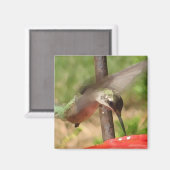 BG- kolibriemagneet Magneet (Voorkant / Achterkant)