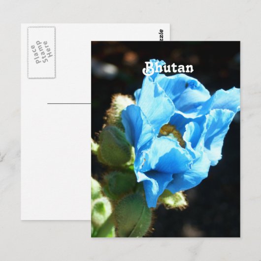 Bhutan Blue Poppy Briefkaart (Voorkant / Achterkant)