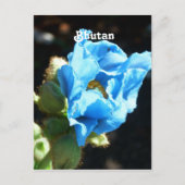 Bhutan Blue Poppy Briefkaart (Voorkant)