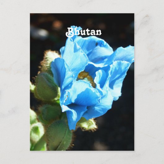 Bhutan Blue Poppy Briefkaart (Voorkant)