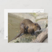 Biber Briefkaart (Voorkant / Achterkant)