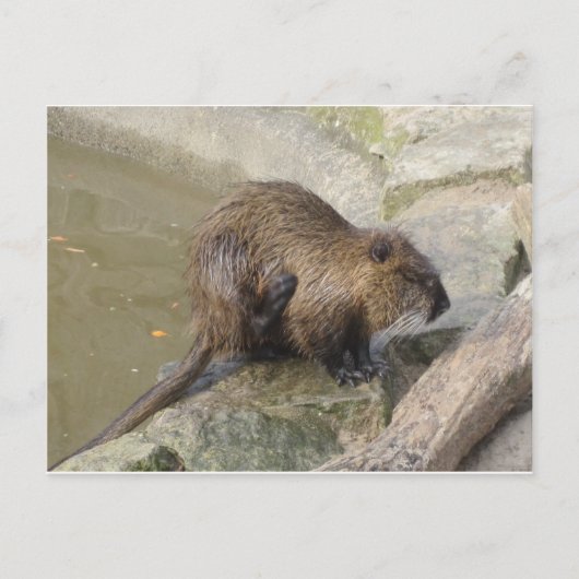 Biber Briefkaart (Voorkant)